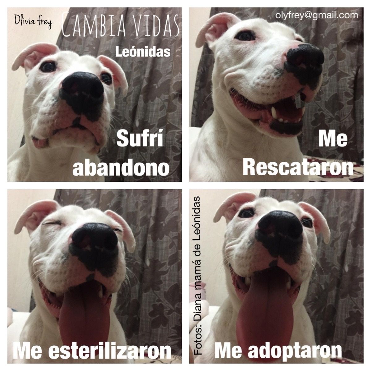turdogs