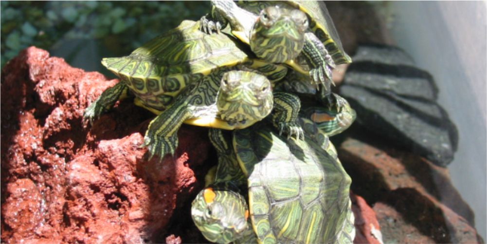 tortus